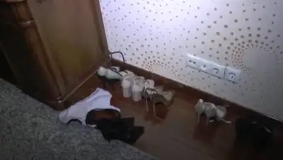 кадр из видео, фото - Новости Zakon.kz от 21.10.2020 17:32