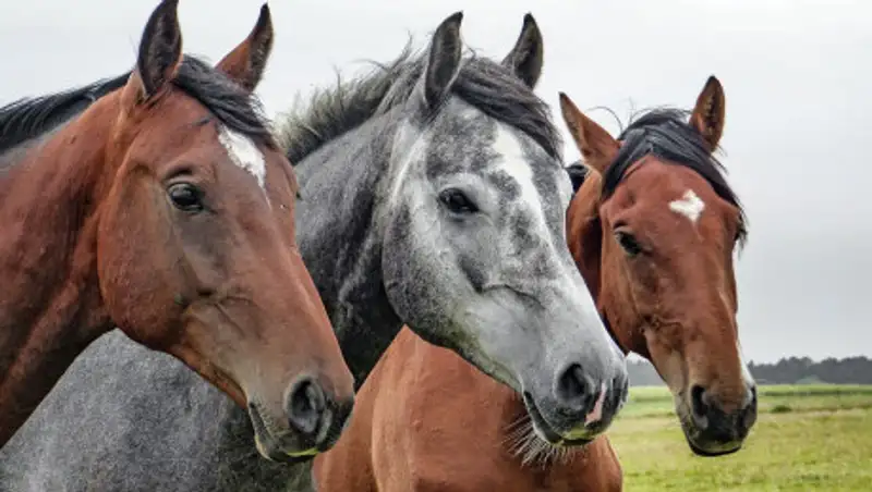 Трупы лошадей близ Нур-Султана: экс-офицера Минобороны подозревают в скотокрадстве