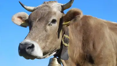 корова напала на людей в Костанае 