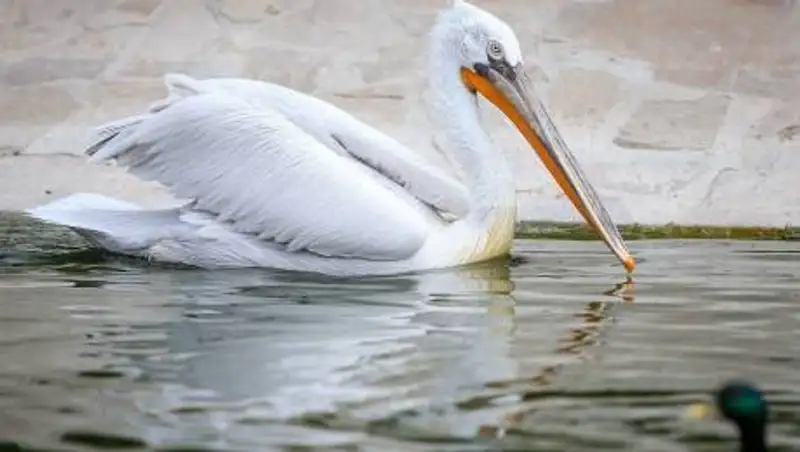 В Казахстане назвали птицу 2021 года