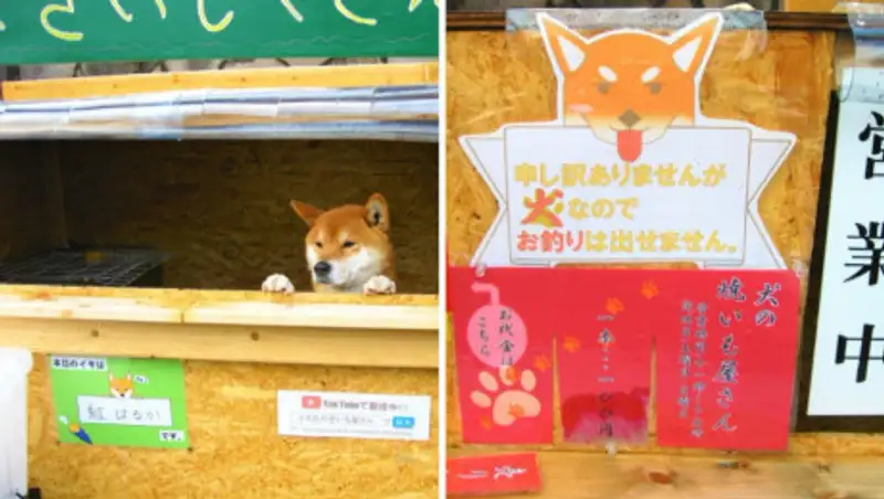 Пес работает в уличном ларьке и продает запеченную картошку