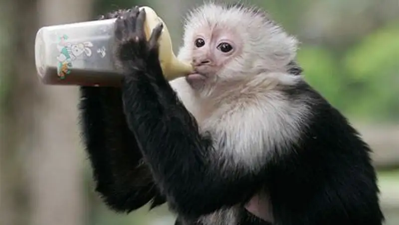 В США тратят миллионы на спаивание обезьян