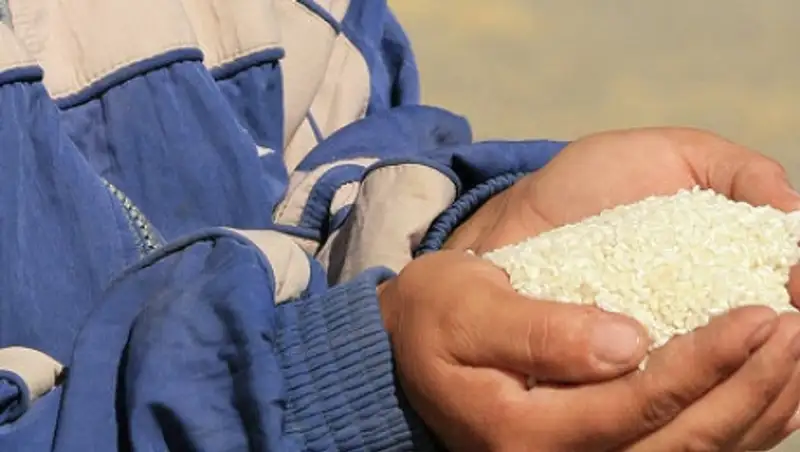 Сельхозпроизводство в Казахстане в январе выросло на 3,3%