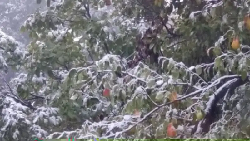 Фото первого снега в Алматы публикуют пользователи соцсетей
