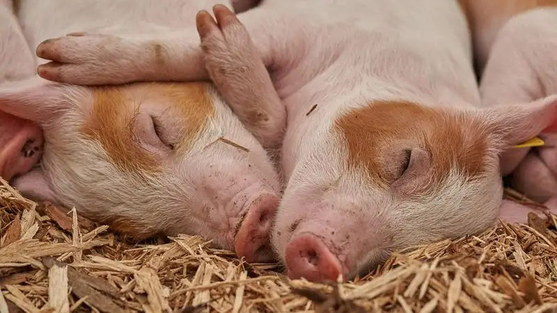 В Китае построили небоскреб-свиноферму