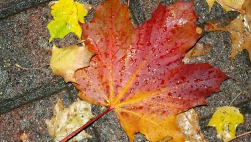 На большей части Казахстана ожидаются дожди