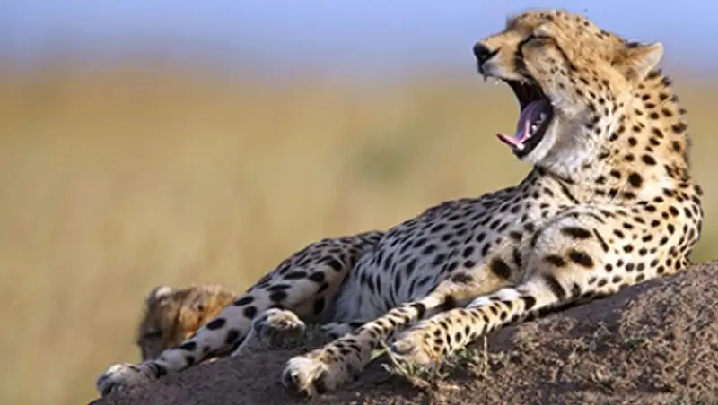 Российские ученые нашли американских предков Чубакки