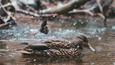 утка, фото - Новости Zakon.kz от 28.02.2022 15:31