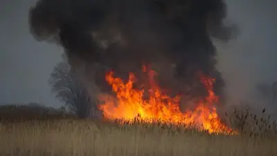 Сухостой горит, фото - Новости Zakon.kz от 05.09.2022 06:03