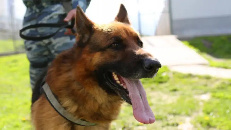 Полицейский пес задержал опасного преступника в Усть-Каменогорске