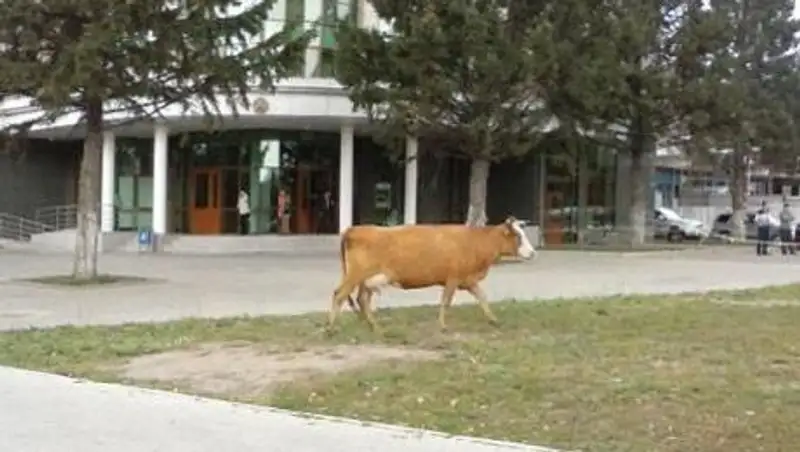 Корову, разгуливавшую вчера на площади Республики в Усть-Каменогорске, нашел хозяин