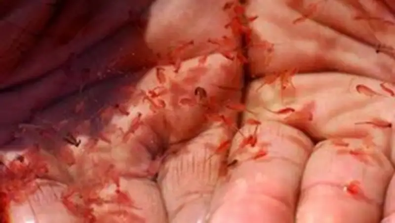 В Павлодарской области будут развивать переработку и экспорт рачка «Артемия салина»