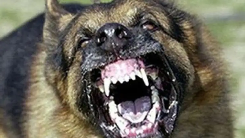 За ущерб от нападения собаки костанайский соцработник хочет отсудить 650 тысяч тенге