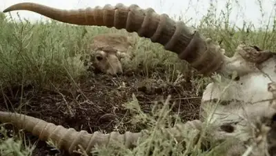 Zakon.kz, фото - Новости Zakon.kz от 14.04.2017 23:23