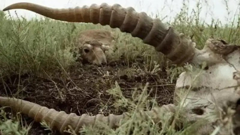 Киіктерді&#1187; жаппай &#1179;ырылу себептері &#1241;лі де аны&#1179;тал&#1171;ан жо&#1179; - АШМ