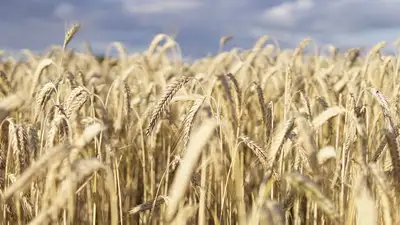 пшеница, фото - Новости Zakon.kz от 29.11.2022 11:54