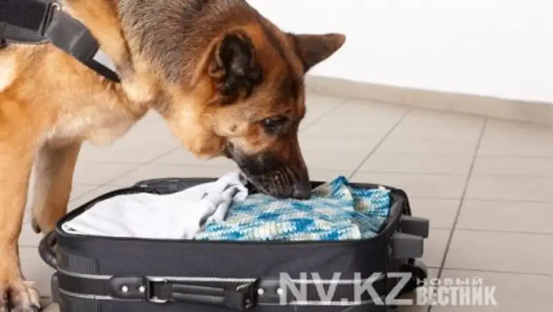 Казахстанка организовала наркотрафик в Бразилию