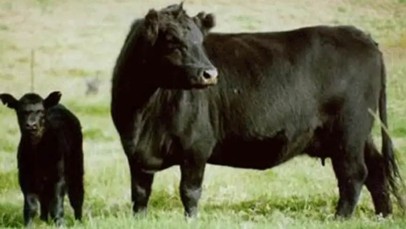 Европейский пример развития животноводства успешно реализуется в Акмолинской области, фото - Новости Zakon.kz от 05.11.2013 01:15