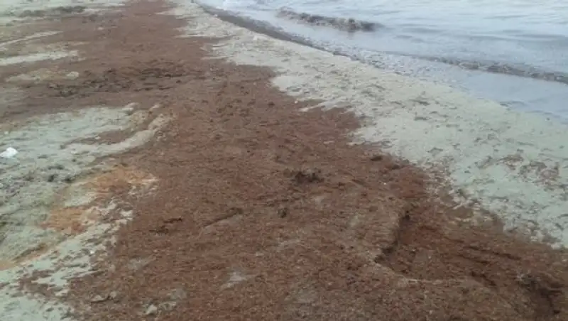 Вода на Каспии окрасилась в красный из-за водорослей