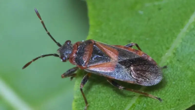 В Алматы не будет обработки деревьев от древесных клопов