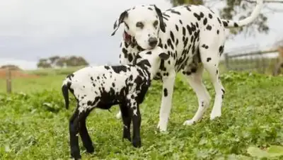 bigpicture.ru, фото - Новости Zakon.kz от 16.05.2021 09:38