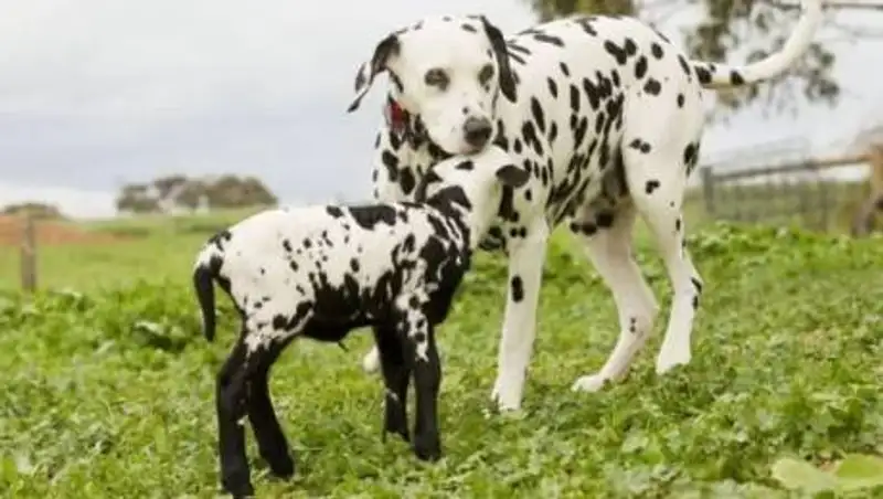 Мамы разные. Животные похожие друг на друга