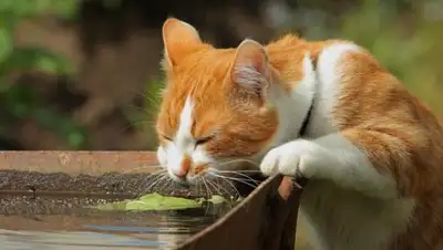 Zakon.kz, фото - Новости Zakon.kz от 08.08.2017 12:00