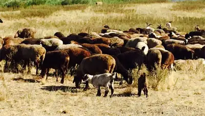 Zakon.kz, фото - Новости Zakon.kz от 15.08.2014 16:50