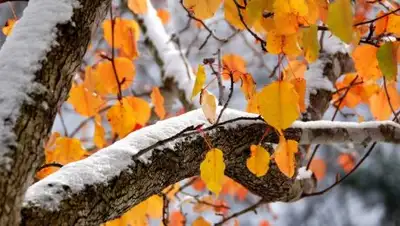 Zakon.kz, фото - Новости Zakon.kz от 21.11.2017 09:30