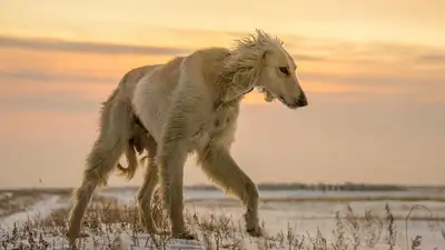 Стандарты казахских пород собак