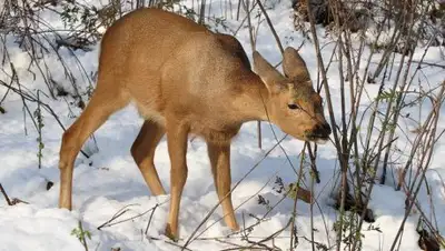 larkpie.net, фото - Новости Zakon.kz от 10.01.2018 18:39