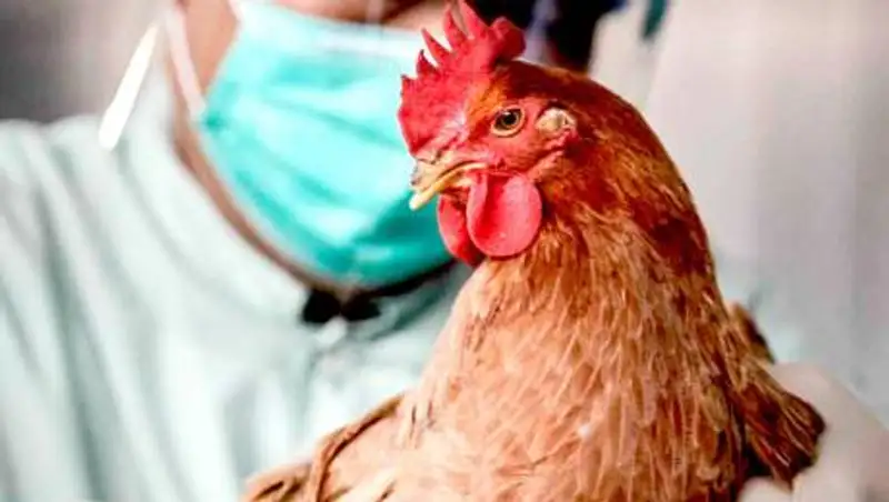 Птичий грипп выявили в ВКО