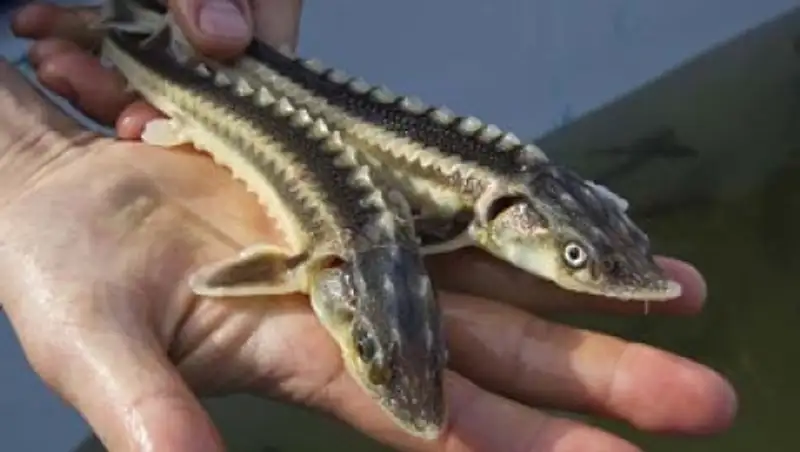 В Казахстане будет усилен контроль над вывозом рыбы за пределы страны - МСХ РК