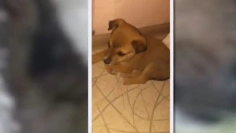 В Нур-Султане мужчина расчленил и съел собаку соседки