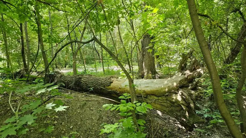 роща, деревья, реконструкция, фото - Новости Zakon.kz от 16.06.2023 10:46