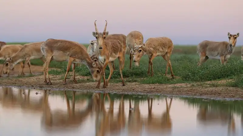 Популяцию сайгаков в Казахстане начнут регулировать в этом году