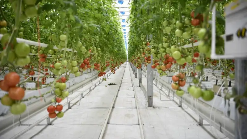 В ЗКО состоялось открытие современного тепличного комплекса