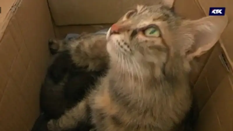 Актауские спасатели разобрали стену квартиры, чтобы освободить застрявших кошек