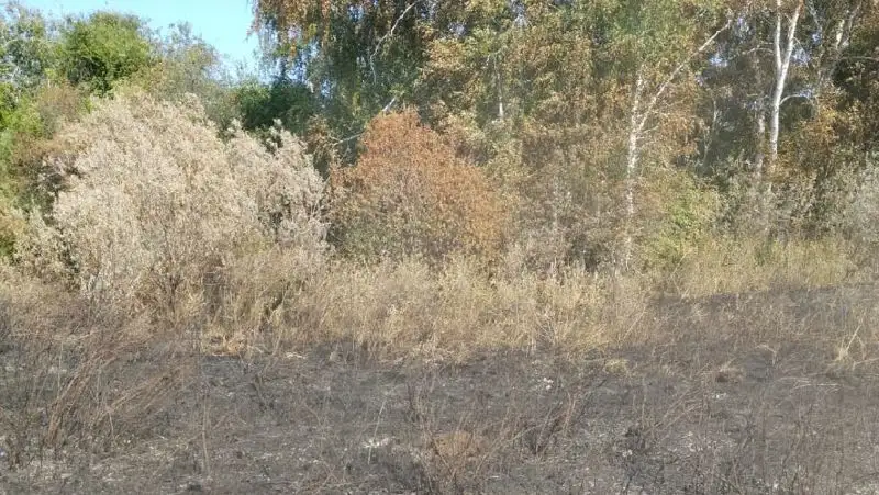 гроза подожгла лес , фото - Новости Zakon.kz от 08.08.2022 13:21