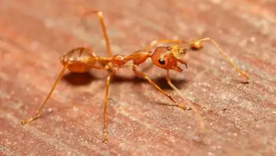 Zakon.kz, фото - Новости Zakon.kz от 28.08.2017 16:50