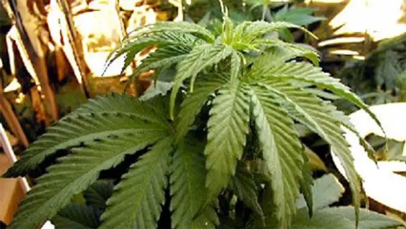 В Киргизии предложили легализовать марихуану