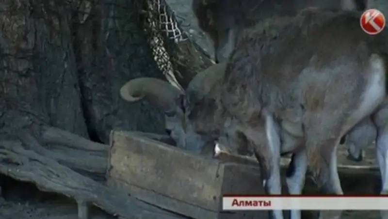 Голубые бараны обживаются в алматинском зоопарке
