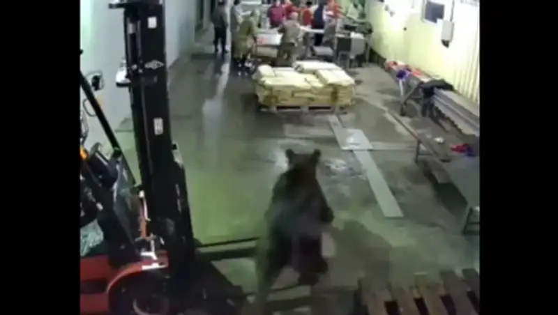 На Сахалине медведь ворвался на рыбный завод