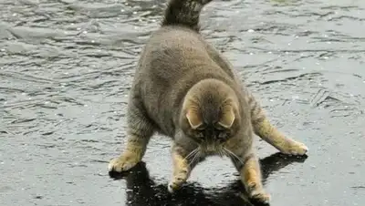 gorvesti.ru, фото - Новости Zakon.kz от 07.02.2020 20:39