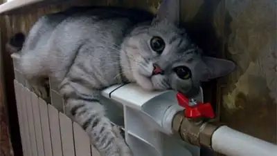 Zakon.kz, фото - Новости Zakon.kz от 13.11.2013 22:50