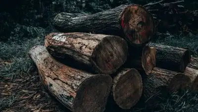 pexels.com, фото - Новости Zakon.kz от 21.10.2021 17:47