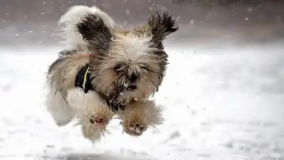 Zakon.kz, фото - Новости Zakon.kz от 09.02.2015 15:01