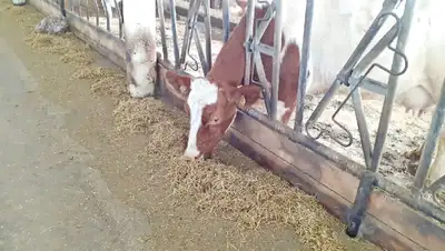 падеж скота, СКО, инфекция, МСХ РК , фото - Новости Zakon.kz от 04.04.2022 14:12