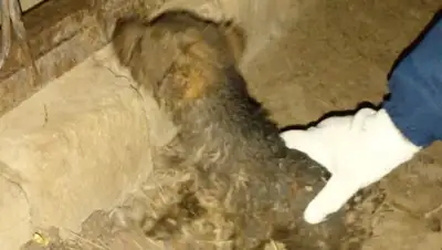 спасение, фото - Новости Zakon.kz от 05.03.2022 01:33