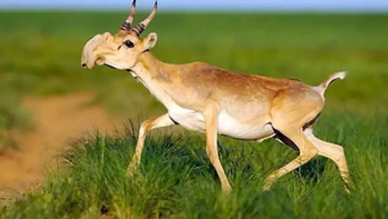 МСХ РК: Казахстанским сайгакам ничего не угрожает